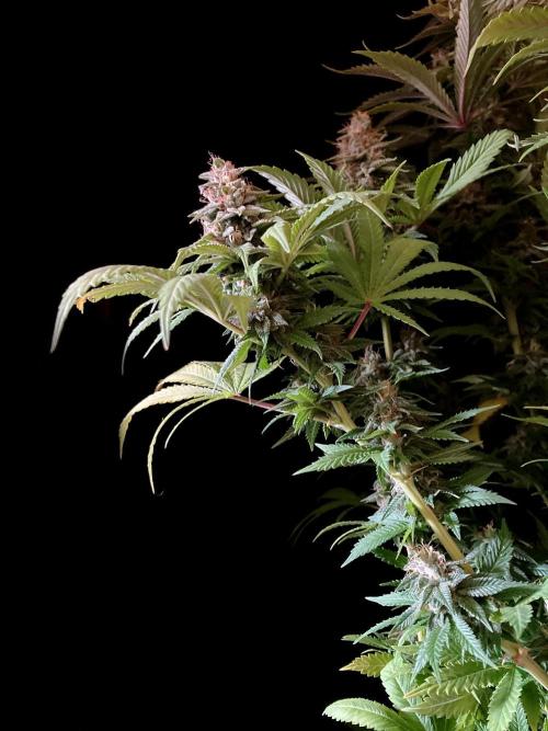 3M 🌮 Mexican Rush. Week 16
