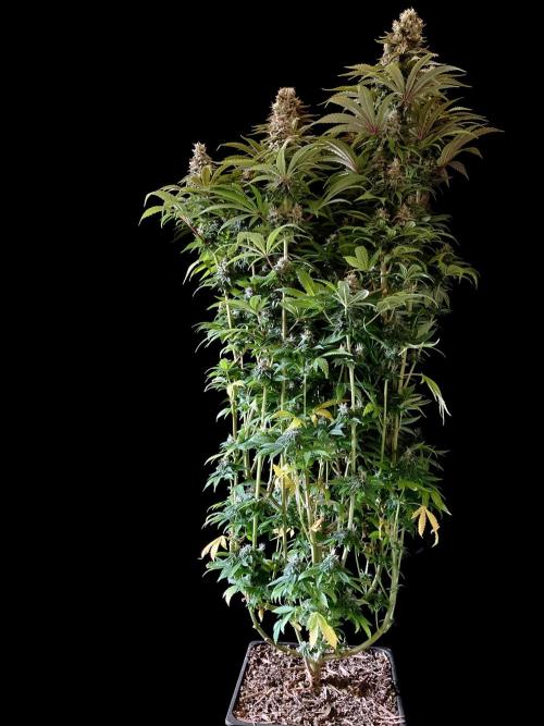 3M 🌮 Mexican Rush. Week 16