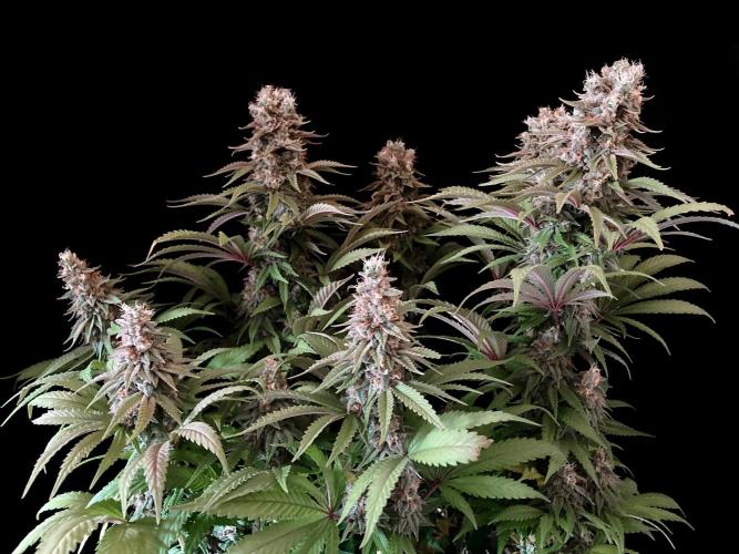 3M 🌮 Mexican Rush. Week 16
