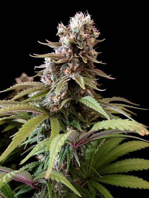 3M 🌮 Mexican Rush. Week 16