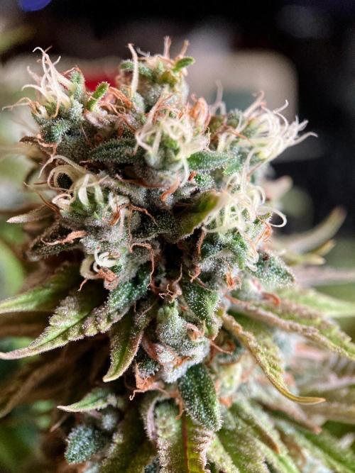 3M 🌮 Mexican Rush. Week 16