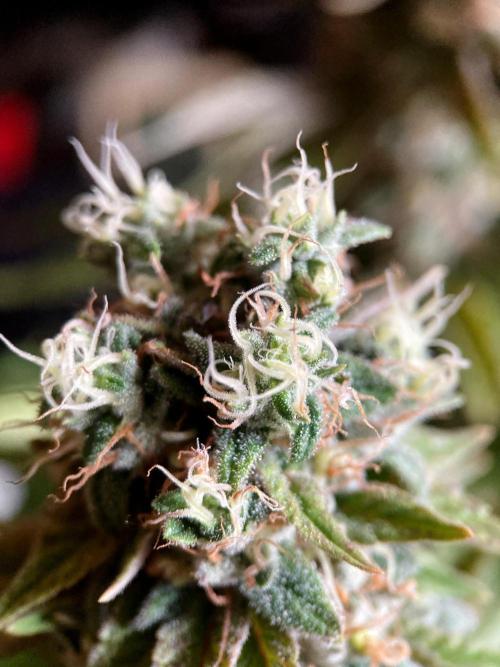 3M 🌮 Mexican Rush. Week 16