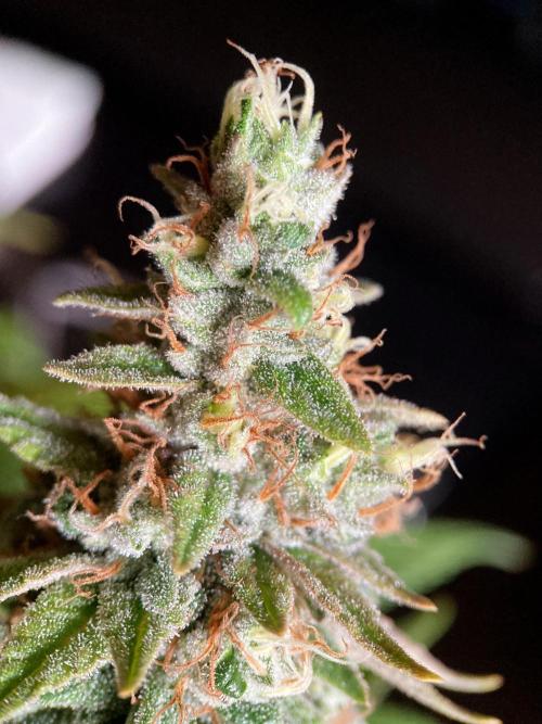 3M 🌮 Mexican Rush. Week 16
