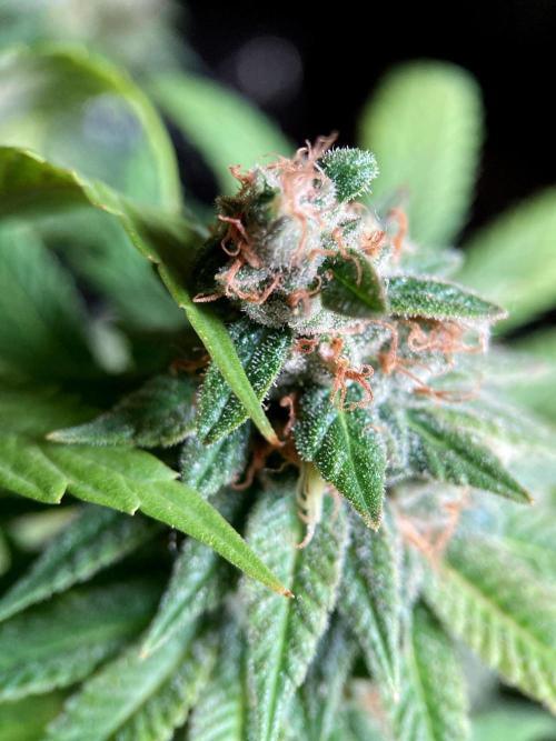 3M 🌮 Mexican Rush. Week 16