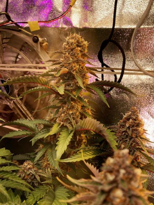 3M 🌮 Mexican Rush. Week 16