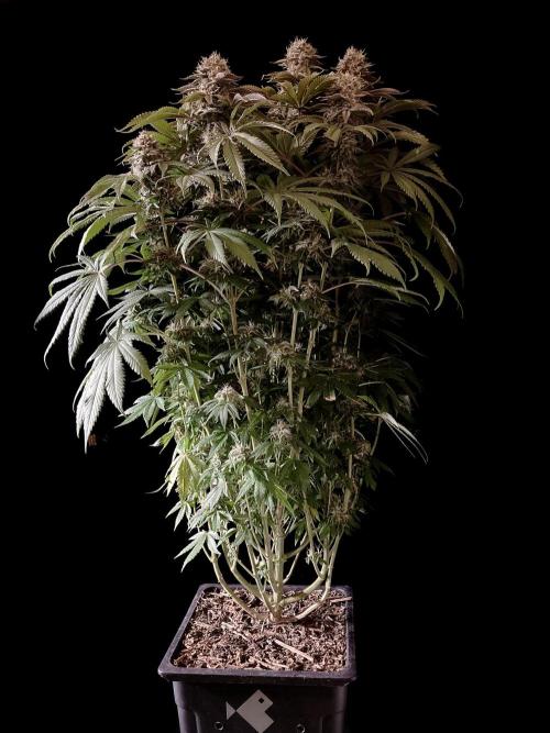 3M 🔺 Tutankhamon. Week 15