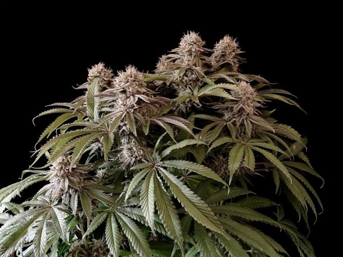 3M 🔺 Tutankhamon. Week 15