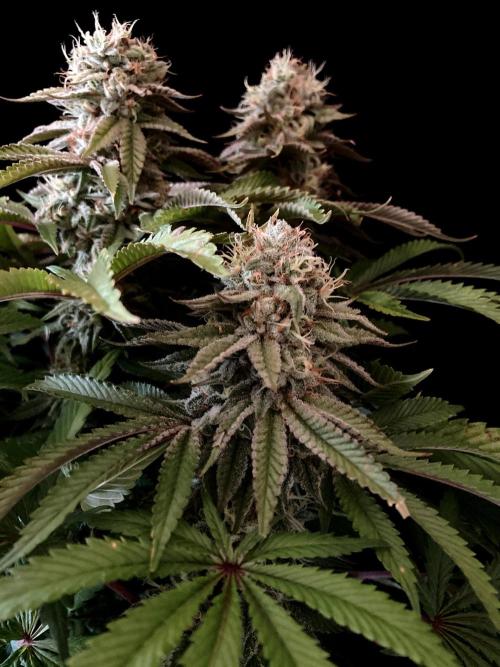 3M 🔺 Tutankhamon. Week 15