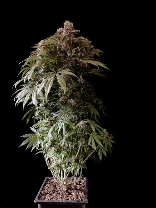 3M 🔺 Tutankhamon. Week 15