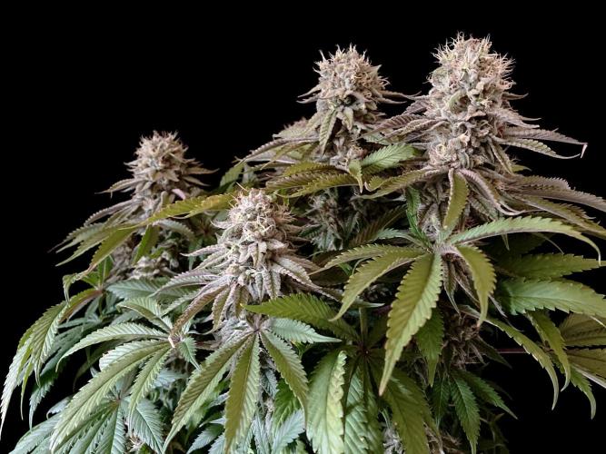 3M 🔺 Tutankhamon. Week 15