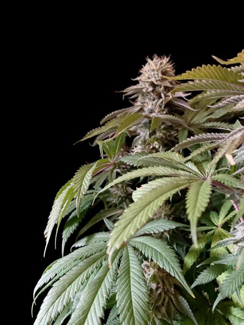 3M 🔺 Tutankhamon. Week 15