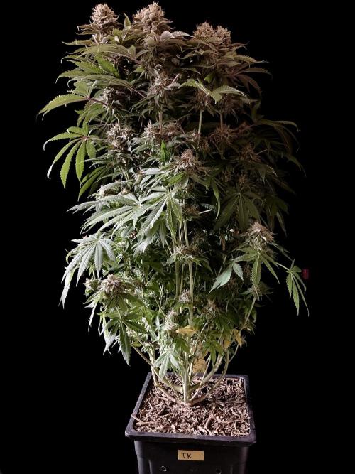 3M 🔺 Tutankhamon. Week 15