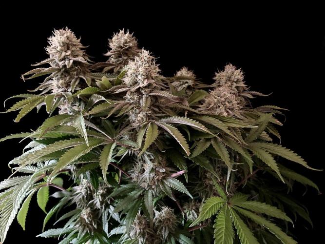 3M 🔺 Tutankhamon. Week 15