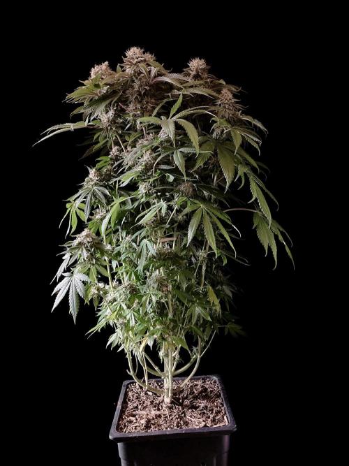 3M 🔺 Tutankhamon. Week 15