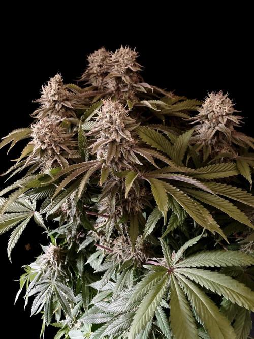 3M 🔺 Tutankhamon. Week 15