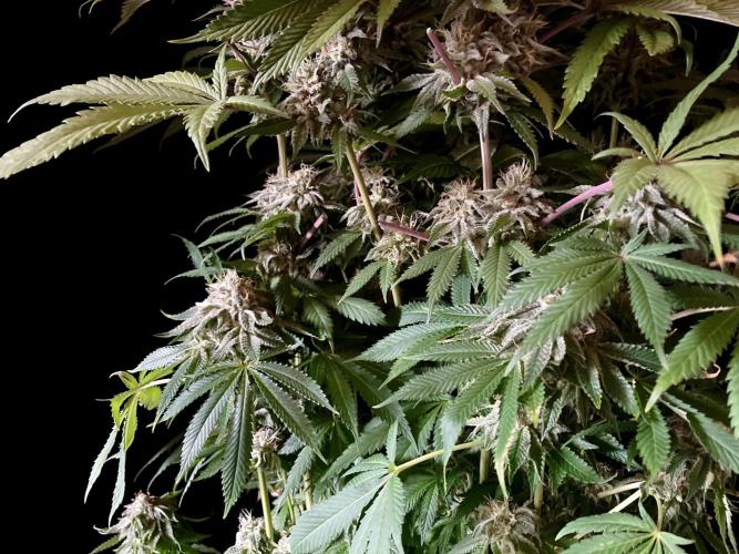3M 🔺 Tutankhamon. Week 15