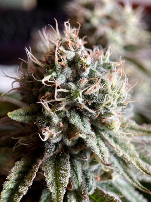 3M 🔺 Tutankhamon. Week 15