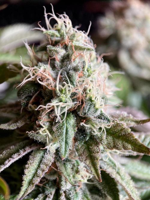 3M 🔺 Tutankhamon. Week 15