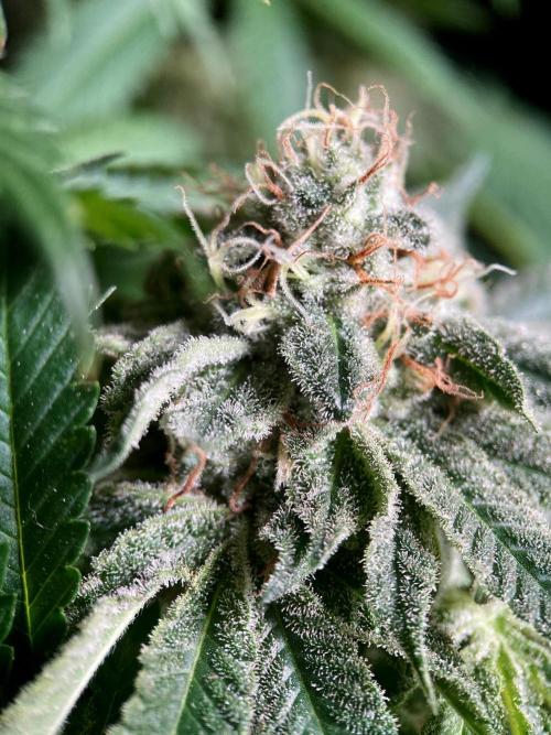 3M 🔺 Tutankhamon. Week 15