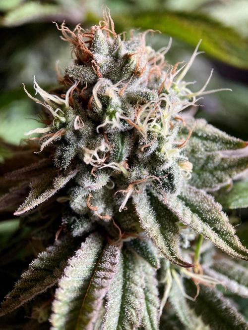 3M 🔺 Tutankhamon. Week 15