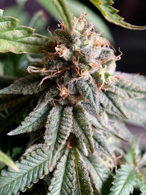 3M 🔺 Tutankhamon. Week 15
