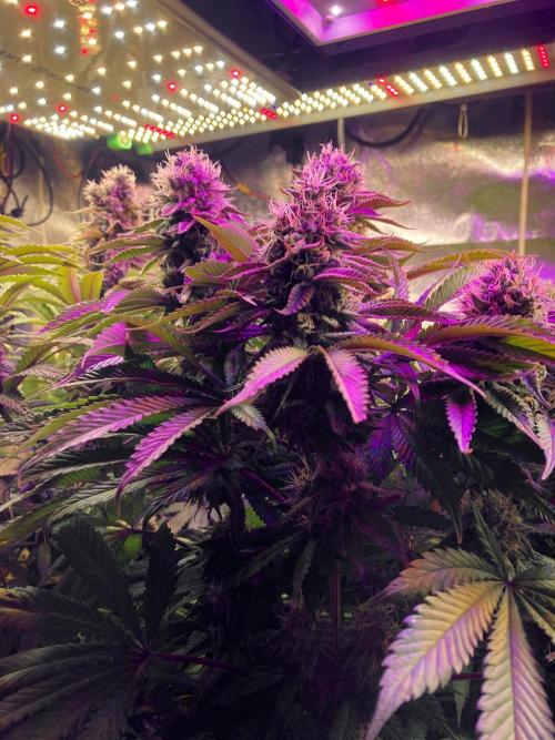 3M 🔺 Tutankhamon. Week 15