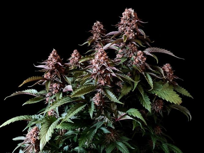 Great Lakes Genetics - Snowcaine x Runaway Bride by deFharo