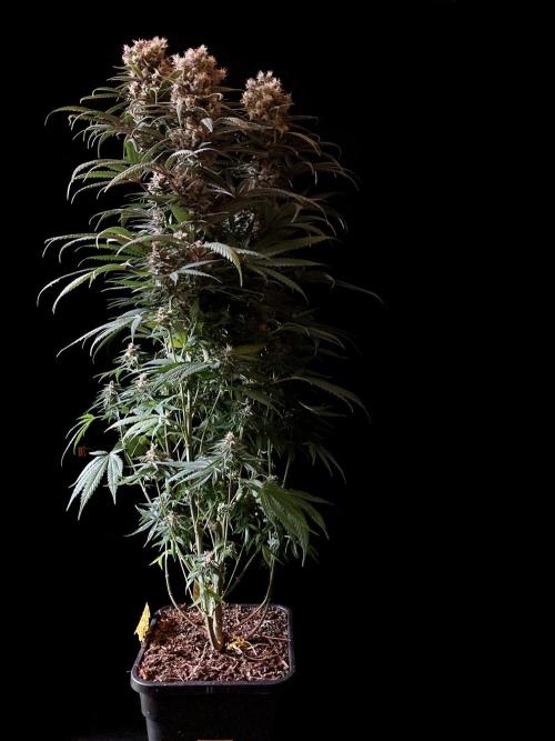 3M 🍁 NL x Thai. Week 14