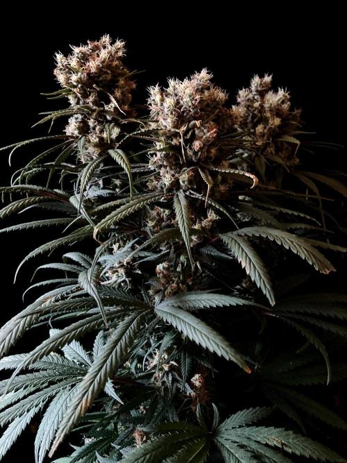 3M 🍁 NL x Thai. Week 14