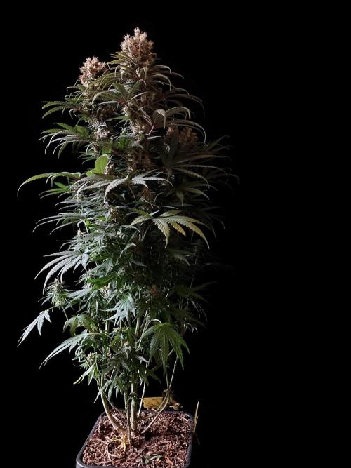 3M 🍁 NL x Thai. Week 14
