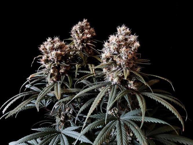 3M 🍁 NL x Thai. Week 14