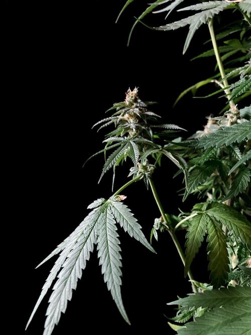 3M 🍁 NL x Thai. Week 14