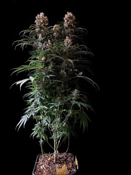 3M 🍁 NL x Thai. Week 14