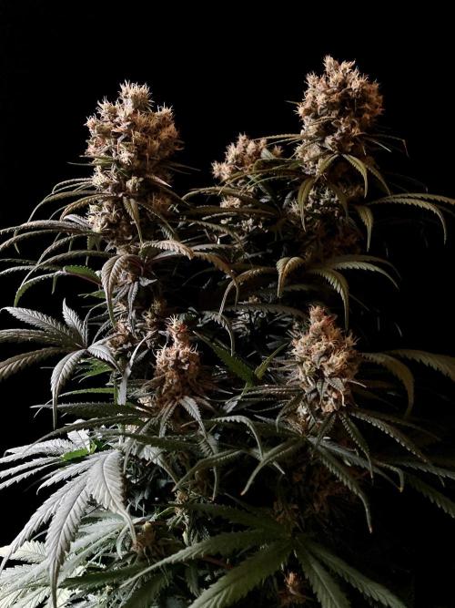 3M 🍁 NL x Thai. Week 14