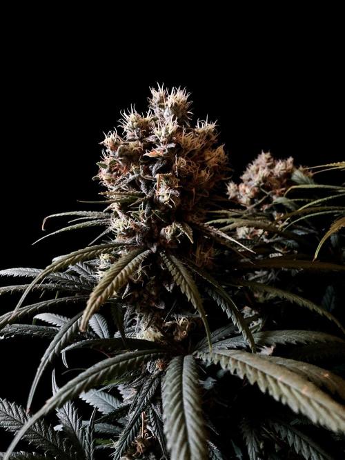 3M 🍁 NL x Thai. Week 14