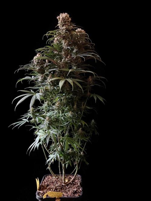 3M 🍁 NL x Thai. Week 14