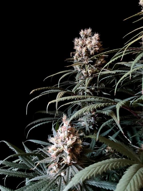 3M 🍁 NL x Thai. Week 14