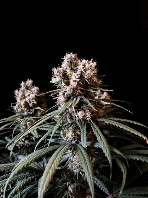 3M 🍁 NL x Thai. Week 14