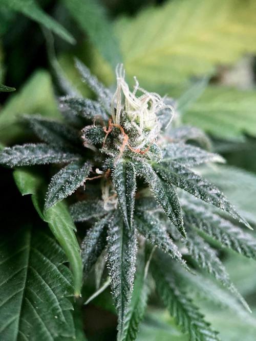 3M 🍁 NL x Thai. Week 14
