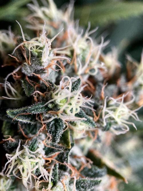 3M 🍁 NL x Thai. Week 14