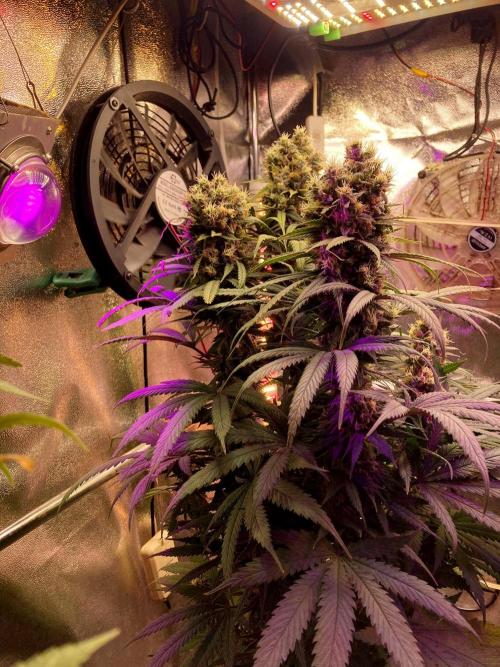 3M 🍁 NL x Thai. Week 14 - The corner