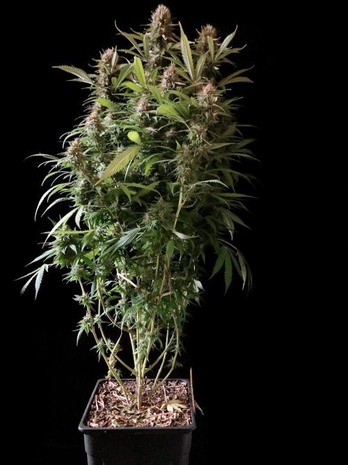 3M 👩 Runtz & Brazil. Week 17