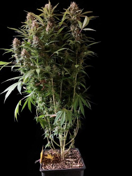 3M 👩 Runtz & Brazil. Week 17