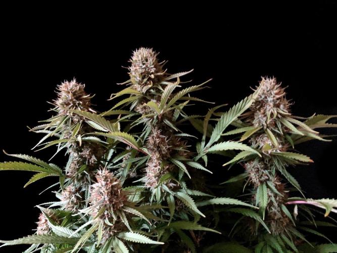 3M 👩 Runtz & Brazil. Week 17