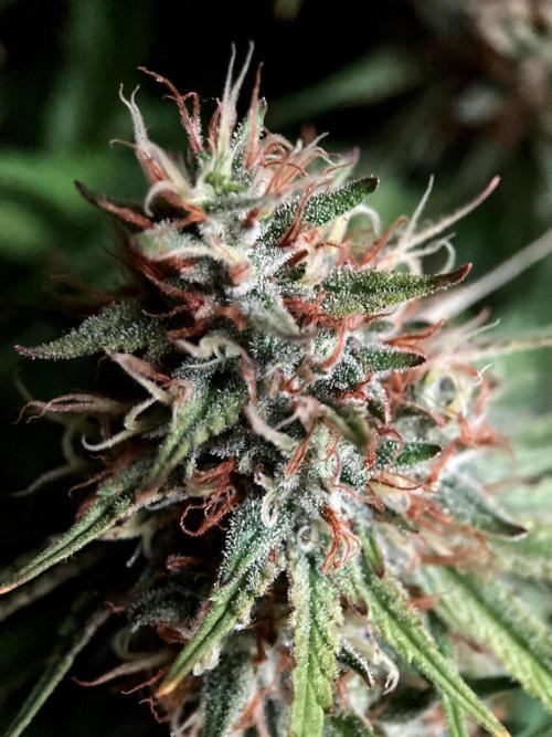 3M 👩 Runtz & Brazil. Week 17
