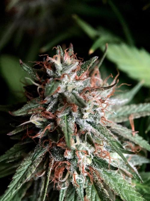 3M 👩 Runtz & Brazil. Week 17