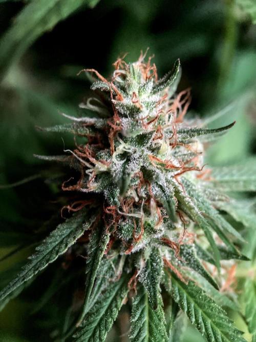 3M 👩 Runtz & Brazil. Week 17