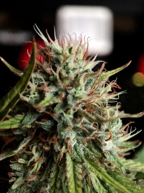 3M 👩 Runtz & Brazil. Week 17