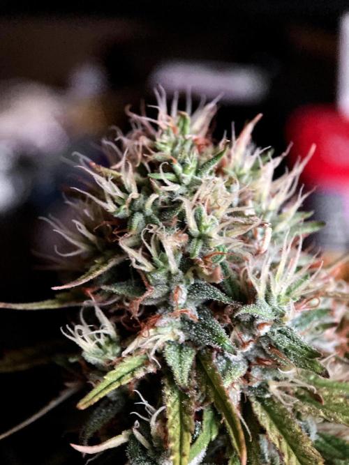 3M 👩 Runtz & Brazil. Week 17