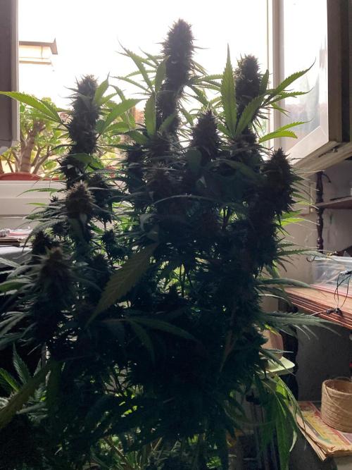 3M 👩 Runtz & Brazil. Week 17